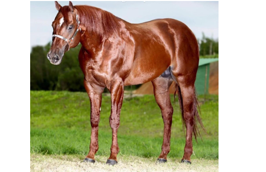 GALAXY RED FLY KID